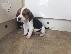PoulaTo: Gorgeous Kc εγγεγραμμένα Beagle Pups